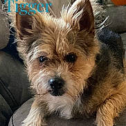 Tigger is registered to the contest to win money with this photo: animal, canine, companion, couch, cozy, cute, dog, domestic_animal, ears, face, fur, furry, home, indoor, looking_at_camera, pet, portrait, relaxed, resting, small_dog