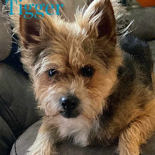 Tigger is registered to the contest to win money with this photo: animal, canine, companion, couch, cozy, cute, dog, domestic_animal, ears, face, fur, furry, home, indoor, looking_at_camera, pet, portrait, relaxed, resting, small_dog