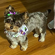 Coco is registered to the contest to win money with this photo: dog, small_dog, fluffy_fur, bandana, bow, indoor, wooden_floor, pet, cute, curious_eyes, standing, animal, domestic_animal, fur, adorable, looking_up, canine, companion, friendly, house_pet