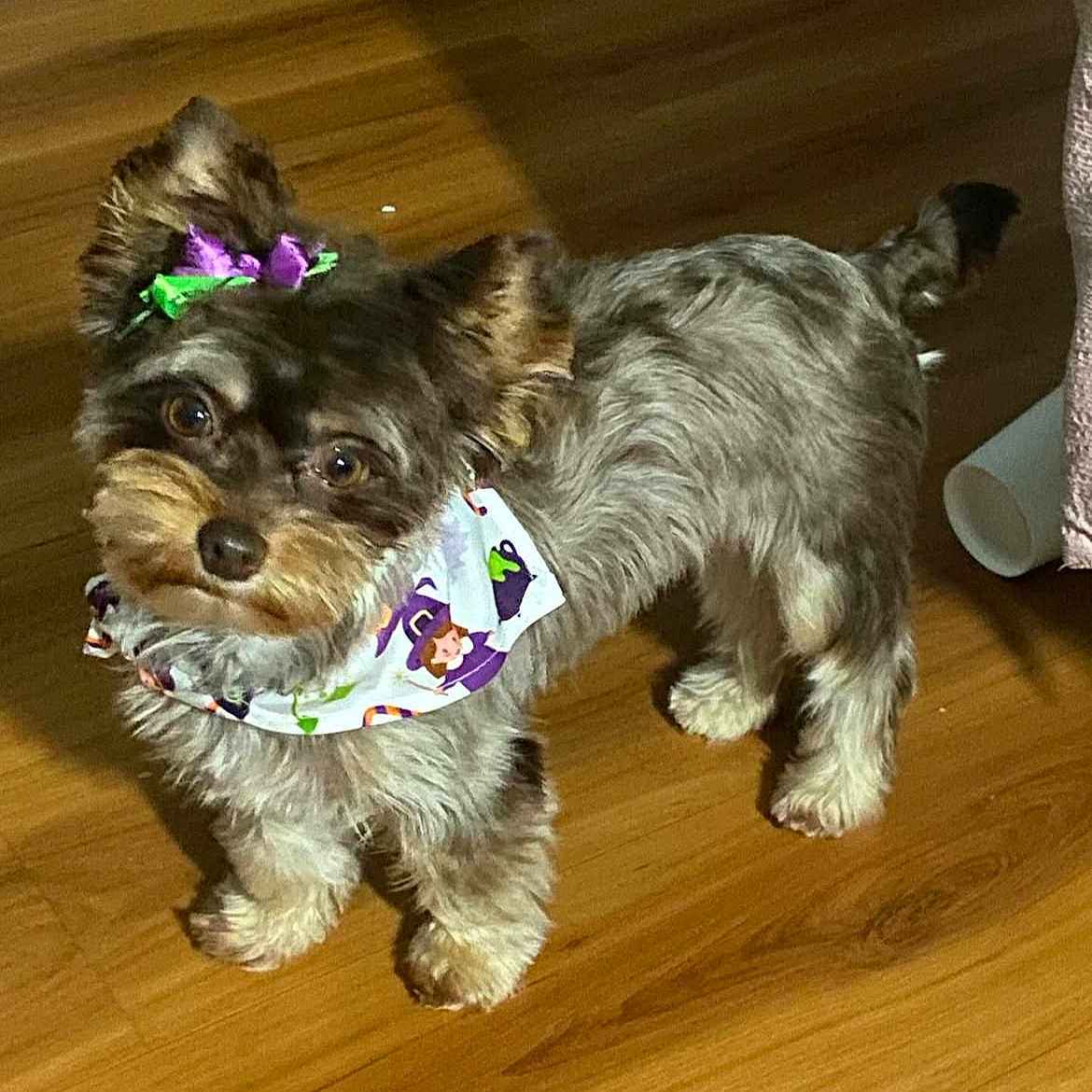 Coco is registered to the contest to win money with this photo: adorable, animal, bandana, bow, canine, companion, curious_eyes, cute, dog, domestic_animal, fluffy_fur, friendly, fur, house_pet, indoor, looking_up, pet, small_dog, standing, wooden_floor