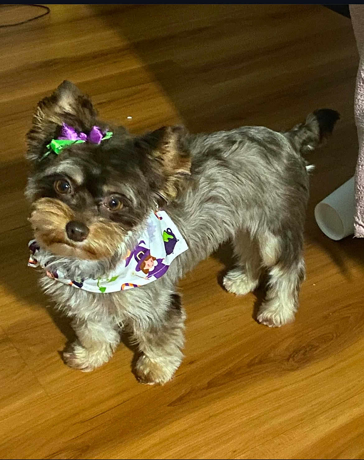 Coco is registered to the contest to win money with this photo: dog, small_dog, fluffy_fur, bandana, bow, indoor, wooden_floor, pet, cute, curious_eyes, standing, animal, domestic_animal, fur, adorable, looking_up, canine, companion, friendly, house_pet