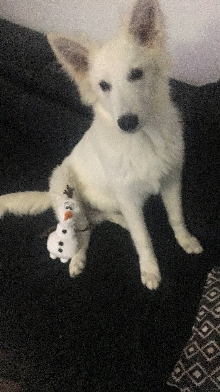 Olaf a rejoint le concours — aidez-le/la à gagner de superbes lots ! berger_blanc_suisse, canidae, carnivore, dog, dog_breed, herding_dog, indian_spitz, kintamani, mammal, non_sporting_group, puppy, rare_breed_dog, samoyed, vertebrate, white_shepherd