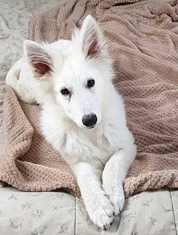 Olaf a rejoint le concours — aidez-le/la à gagner de superbes lots ! ancient_dog_breeds, berger_blanc_suisse, canaan_dog, canidae, carnivore, companion_dog, dog, dog_breed, indian_spitz, mammal, rare_breed_dog, samoyed, vertebrate, white_shepherd