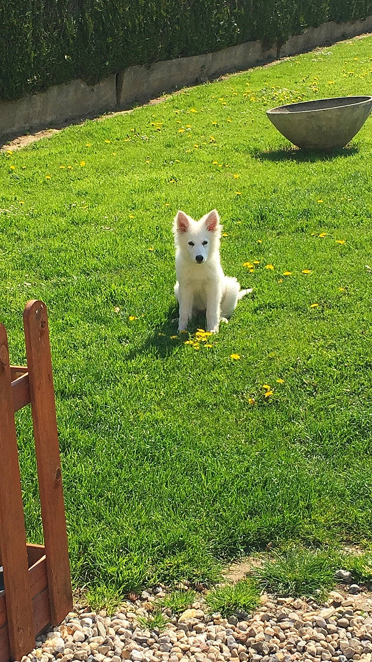 Olaf participe au concours pour gagner de l'argent avec cette photo : american_eskimo_dog, berger_blanc_suisse, canidae, carnivore, cat, dog, felidae, grass, grass_family, japanese_spitz, lawn, mammal, plant, pomeranian, spring, tail, turkish_van, west_highland_white_terrier, white_shepherd, yard