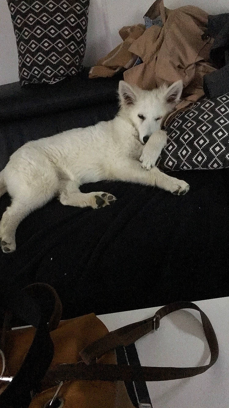 Olaf a rejoint le concours — aidez-le/la à gagner de superbes lots ! berger_blanc_suisse, canidae, carnivore, cat, dog, dog_breed, felidae, mammal, non_sporting_group, samoyed, turkish_angora, vertebrate, white_shepherd