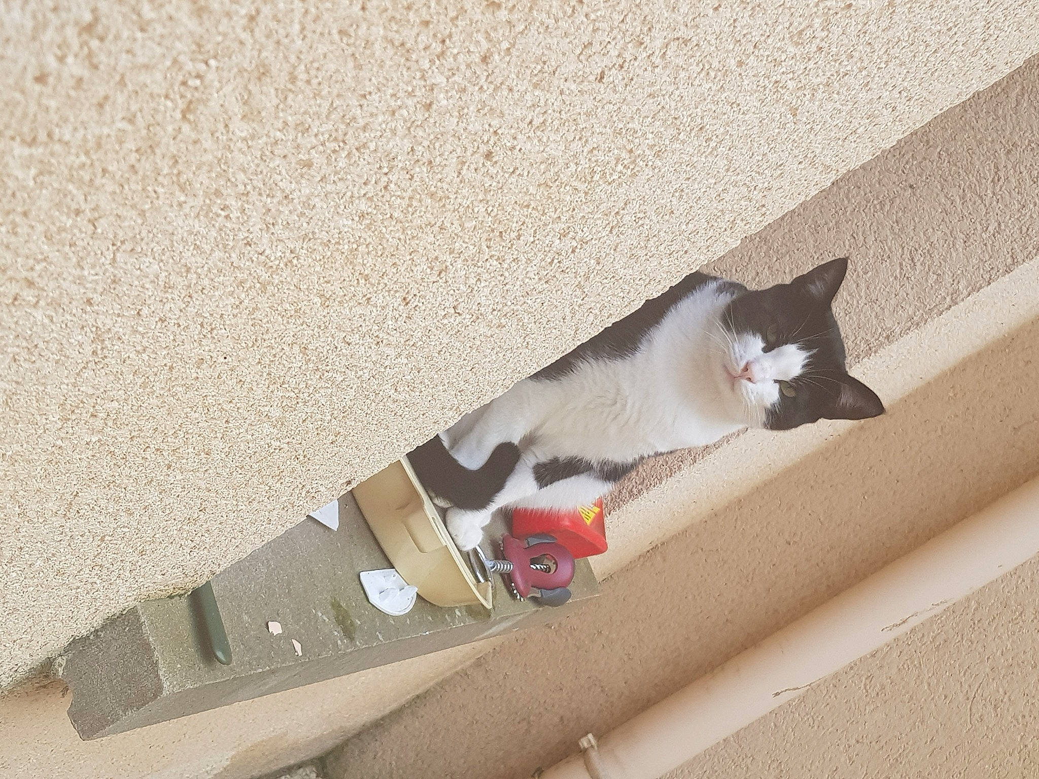 éclair participe au concours pour gagner de l'argent avec cette photo : asphalt, auto_part, automotive_exterior, carnivore, cat, concrete, domestic_short_haired_cat, felidae, floor, flooring, grey, hardwood, paw, road_surface, sidewalk, small_to_medium_sized_cats, tail, whiskers, window, wood