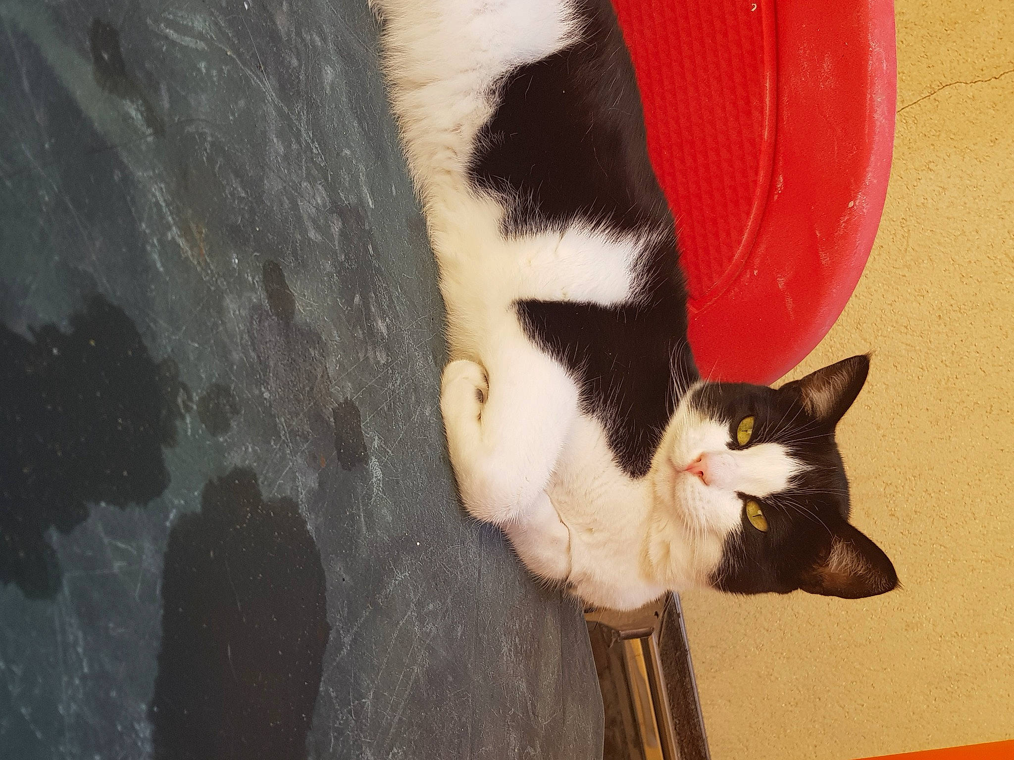 éclair participe au concours pour gagner de l'argent avec cette photo : carmine, carnivore, cat, comfort, domestic_short_haired_cat, felidae, fur, mammal, paw, plant, small_to_medium_sized_cats, snout, tail, tree, vertebrate, whiskers, window, wood