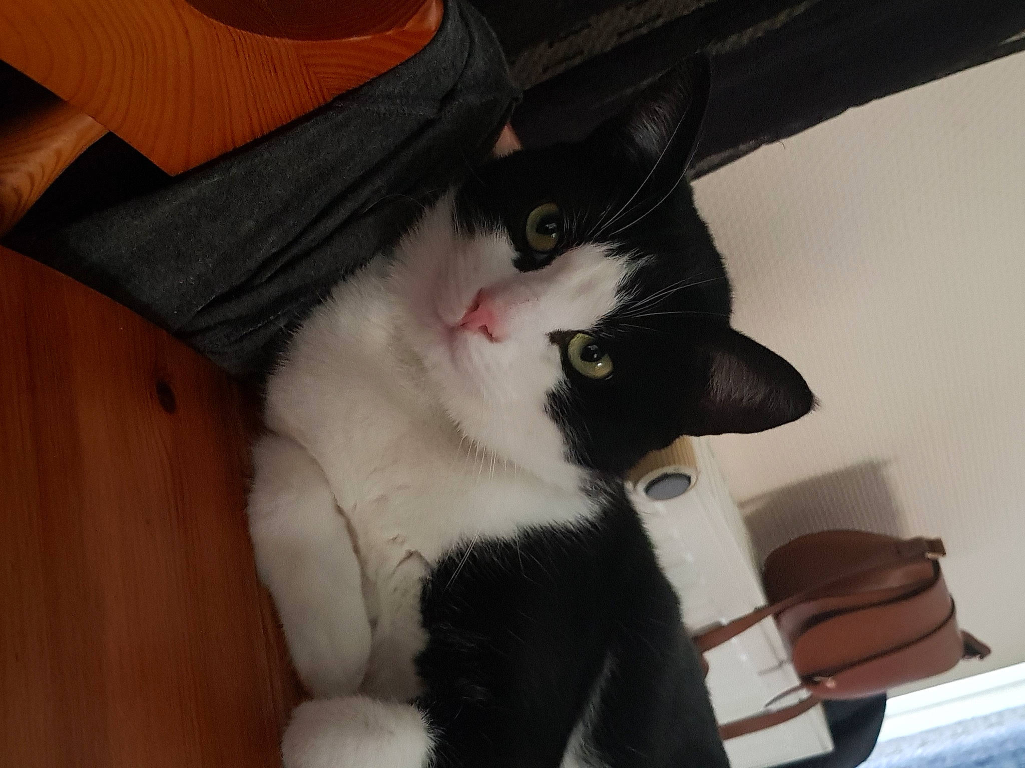 éclair participe au concours pour gagner de l'argent avec cette photo : carnivore, cat, chair, claw, collar, comfort, domestic_short_haired_cat, eye, felidae, formal_wear, fur, head, lap, leg, paw, small_to_medium_sized_cats, snout, tail, whiskers, wood