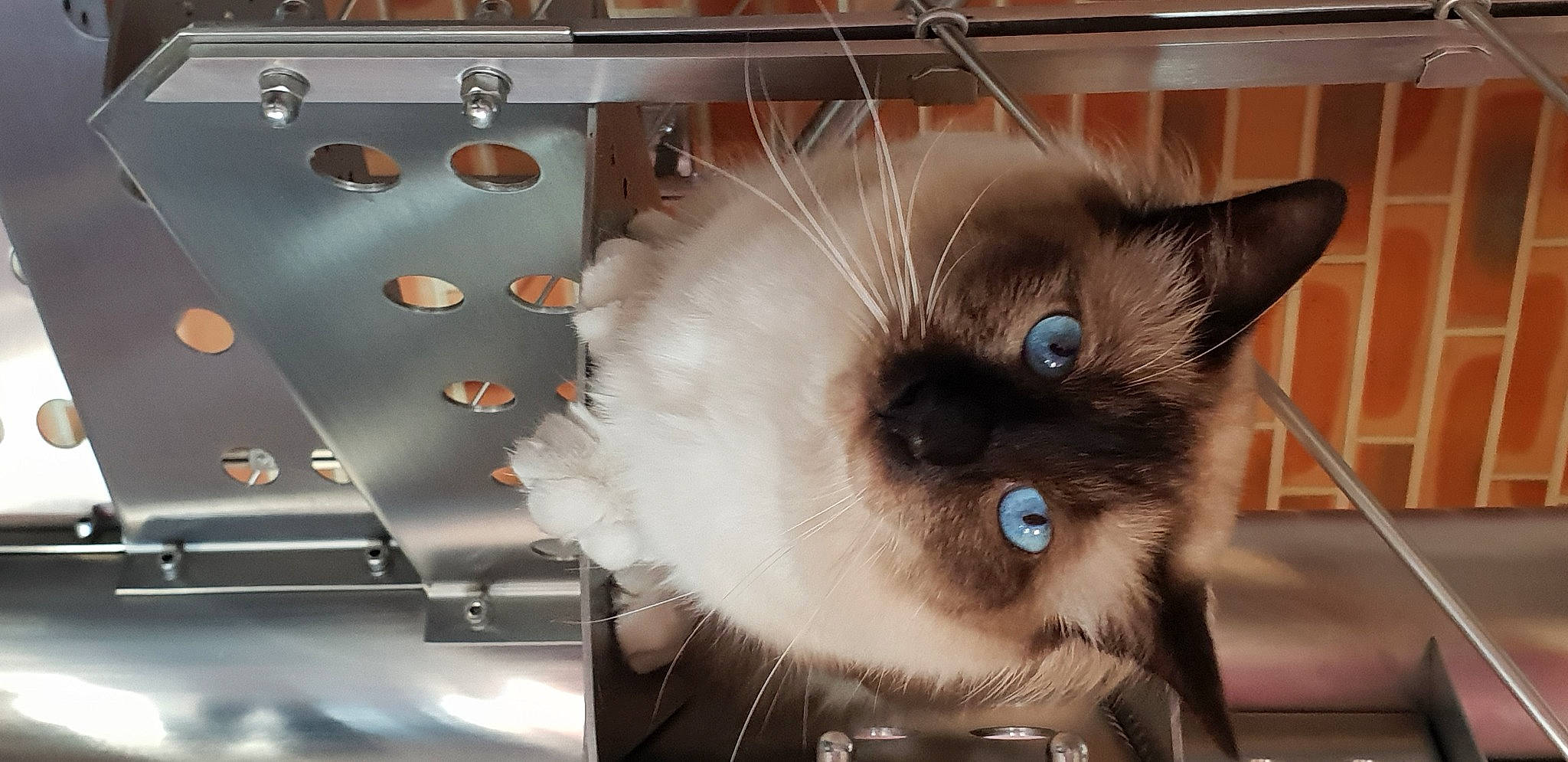 Oscar participe au concours pour gagner de l'argent avec cette photo : balinese, birman, carnivore, cat, eye, fawn, felidae, fur, himalayan, iris, kitten, ojos_azules, ragdoll, siamese, small_to_medium_sized_cats, snout, snowshoe, thai, tonkinese, whiskers