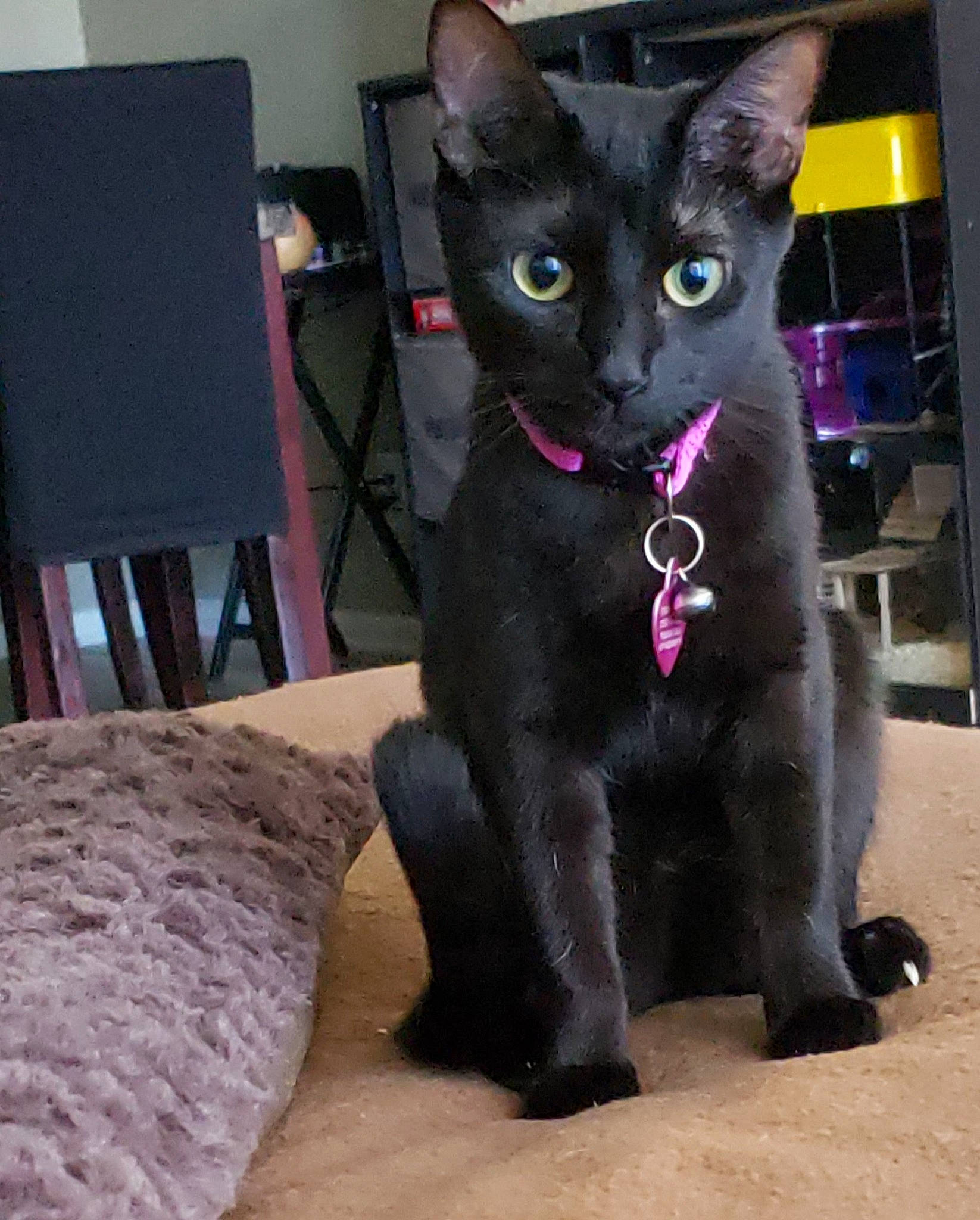 Cleopatra is registered to the contest to win money with this photo: asian, black_cat, bombay, burmese, carnivore, cat, domestic_short_haired_cat, felidae, german_rex, havana_brown, javanese, korat, mammal, oriental_shorthair, polydactyl_cat, russian_blue, small_to_medium_sized_cats, snout, vertebrate, whiskers