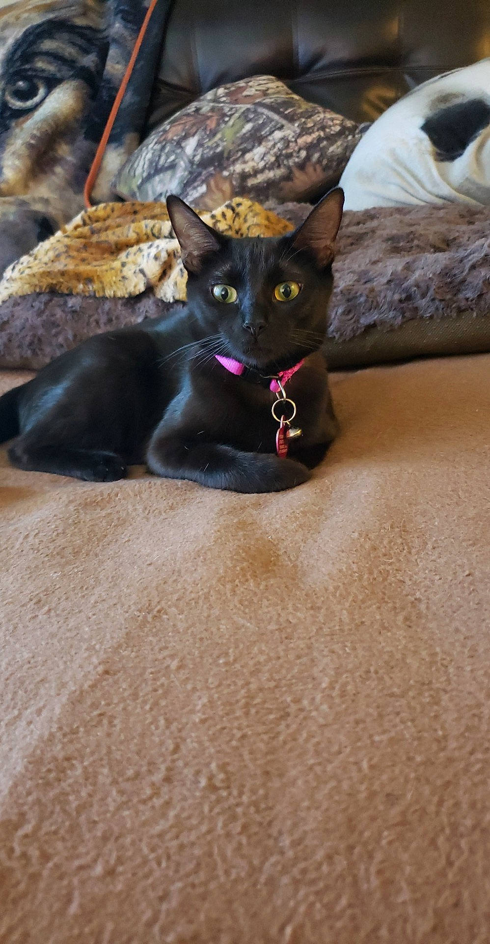 Cleopatra joined the competition — help win amazing prizes! asian, black_cat, bombay, burmese, carnivore, cat, domestic_short_haired_cat, fawn, felidae, havana_brown, kitten, mammal, small_to_medium_sized_cats, whiskers