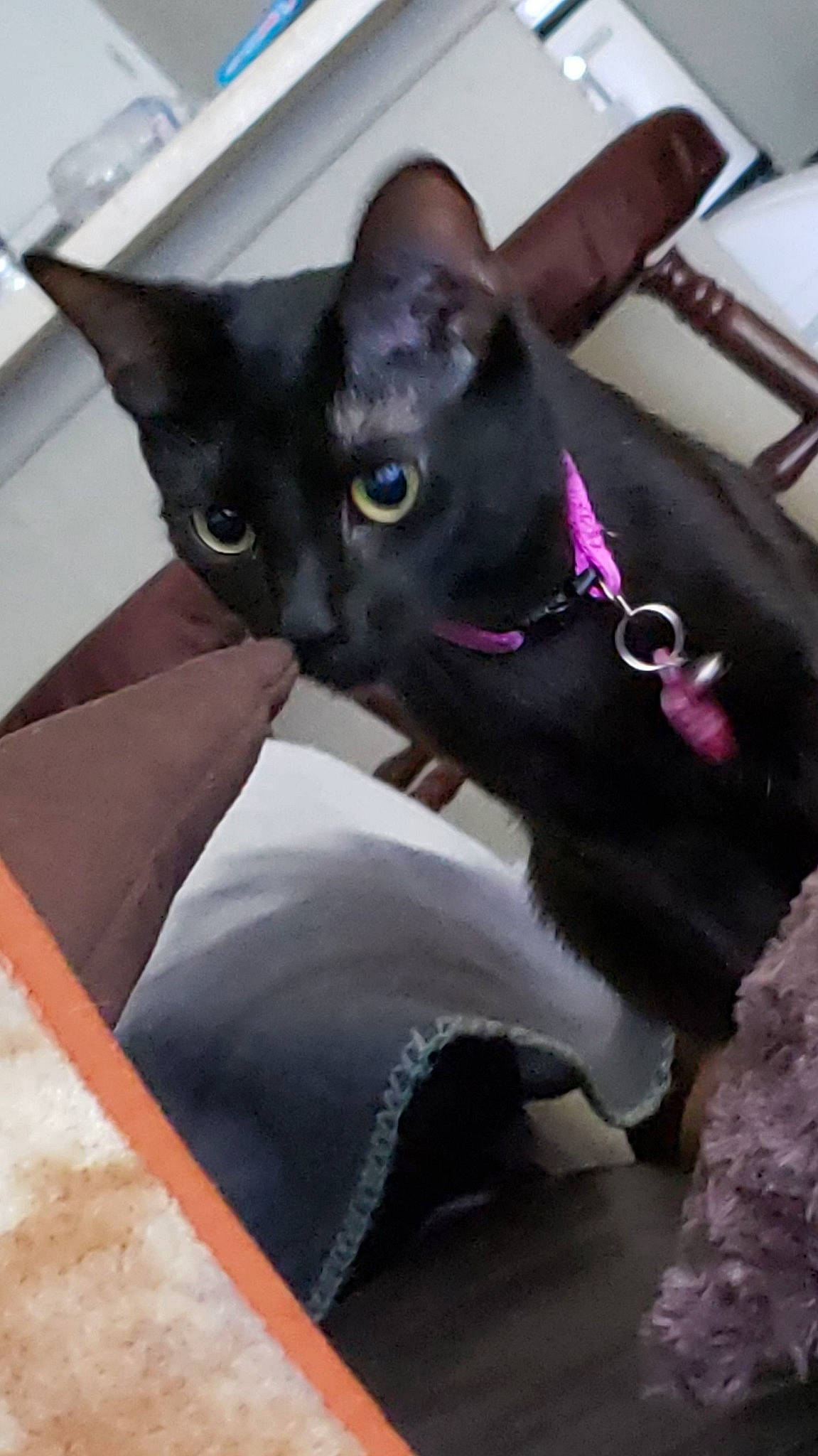 Cleopatra joined the competition — help win amazing prizes! asian, black_cat, bombay, burmese, carnivore, cat, cornish_rex, devon_rex, felidae, german_rex, havana_brown, mammal, oriental_longhair, oriental_shorthair, rex_cat, small_to_medium_sized_cats, snout, vertebrate, whiskers