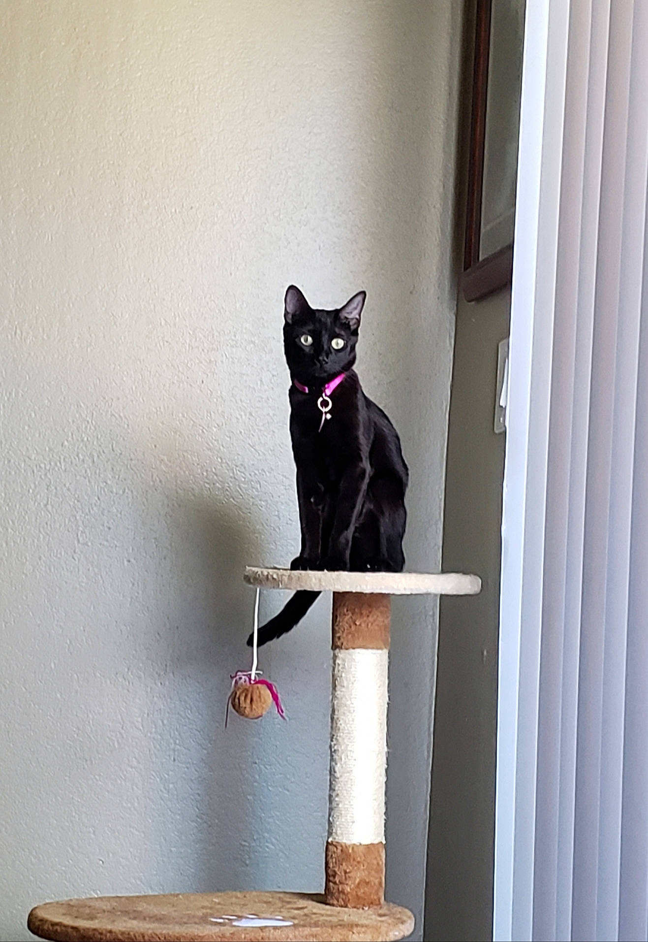 Cleopatra is registered to the contest to win money with this photo: black_cat, carnivore, cat, cat_furniture, domestic_short_haired_cat, felidae, kitten, polydactyl_cat, small_to_medium_sized_cats, tail, whiskers, window, wood