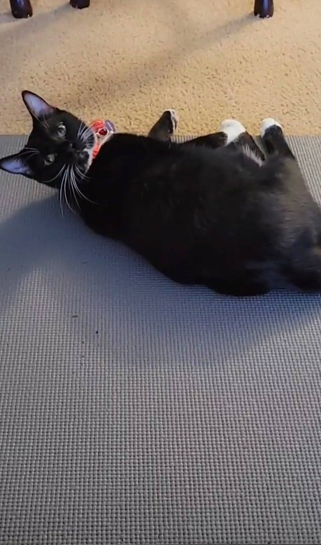 Peggy is registered to the contest to win money with this photo: asphalt, black_cat, carmine, carnivore, cat, comfort, dog_breed, domestic_short_haired_cat, felidae, fur, grey, human_leg, leg, mammal, small_to_medium_sized_cats, snout, tail, terrestrial_animal, vertebrate, whiskers