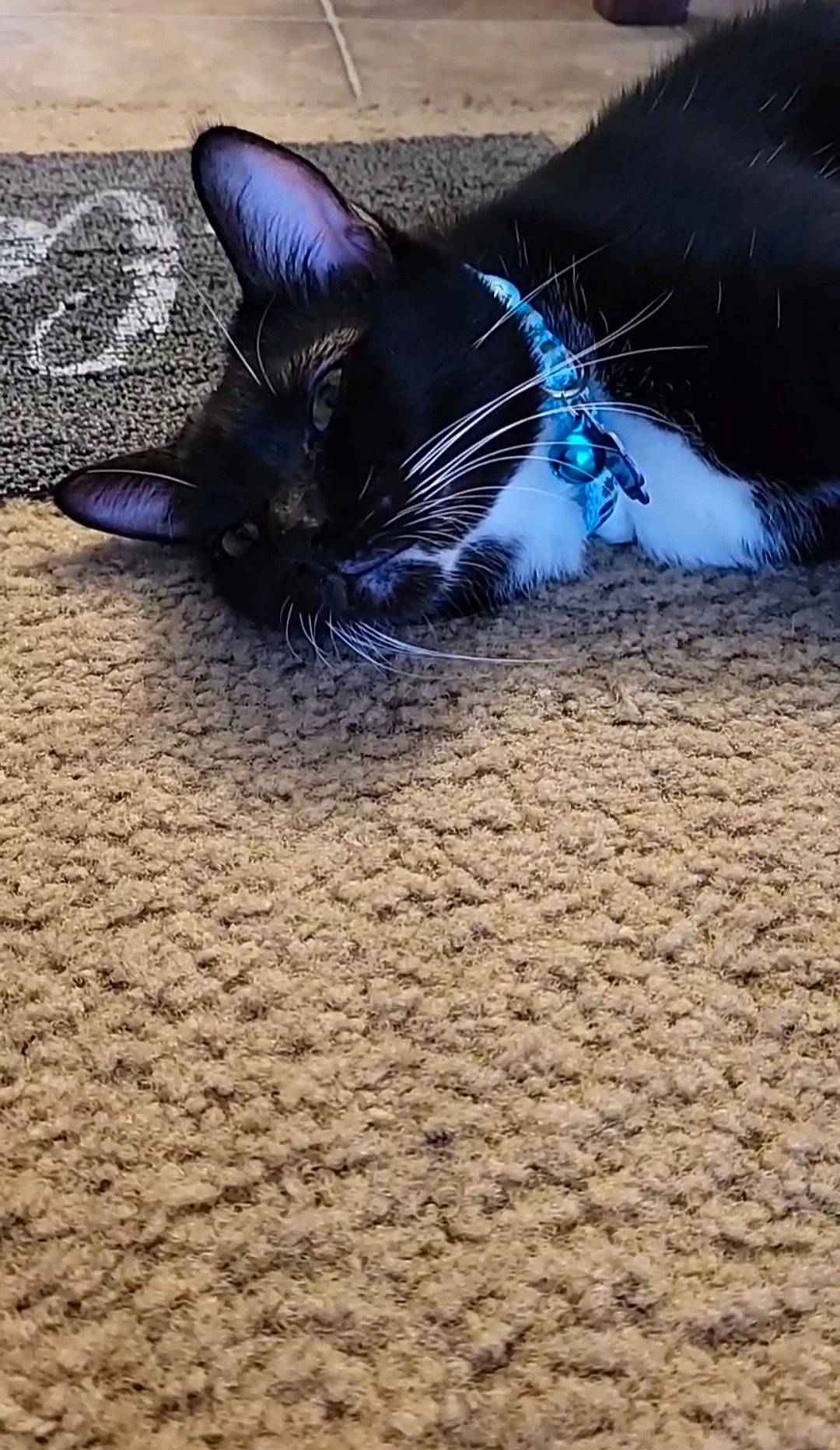 Peggy joined the competition — help win amazing prizes! black_cat, carnivore, cat, cloud, domestic_short_haired_cat, electric_blue, felidae, foot, fur, grass, human_leg, road_surface, shadow, sky, small_to_medium_sized_cats, snout, soil, tail, whiskers, wood