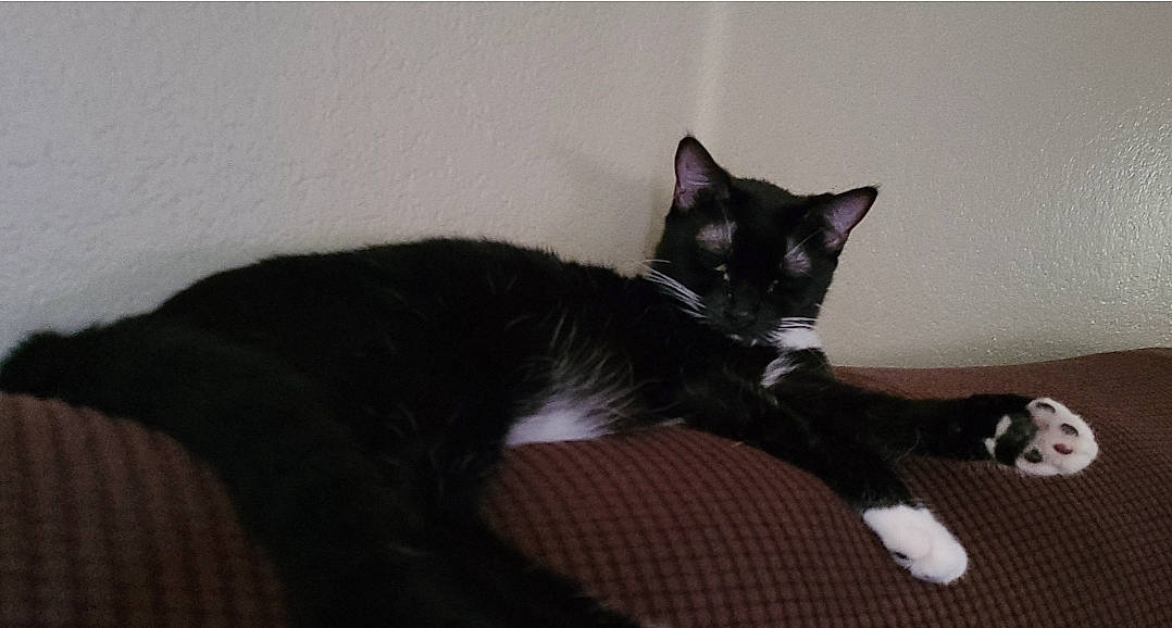 Peggy joined the competition — help win amazing prizes! black_cat, bombay, carnivore, cat, claw, comfort, domestic_short_haired_cat, felidae, fur, grey, monochrome_photography, paw, sitting, small_to_medium_sized_cats, snout, tail, terrestrial_animal, whiskers