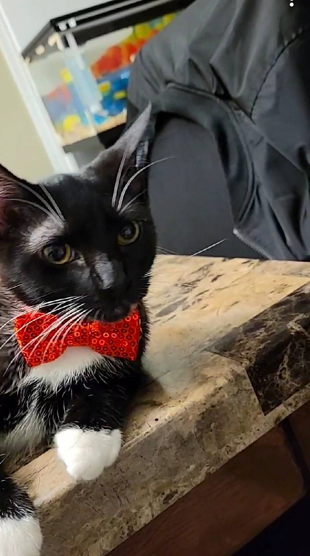 Peggy joined the competition — help win amazing prizes! art, black_cat, carmine, carnivore, cat, claw, comfort, domestic_short_haired_cat, felidae, fictional_character, fur, grey, linens, paw, small_to_medium_sized_cats, tail, terrestrial_animal, whiskers, window, wood