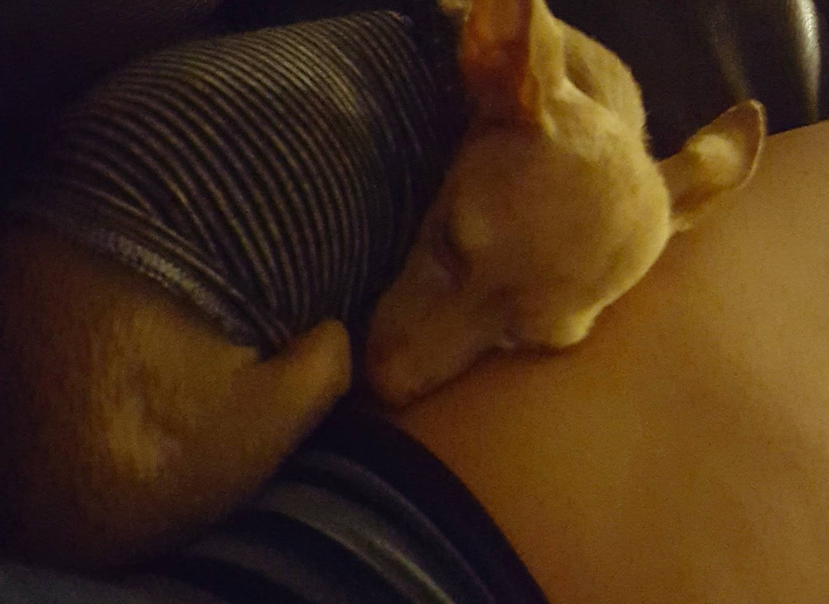 Cloe is registered to the contest to win money with this photo: abdomen, arm, back, black, cheek, chest, close_up, flesh, hand, joint, leg, mouth, muscle, neck, skin, trunk