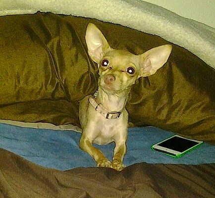 Cloe is registered to the contest to win money with this photo: american_hairless_terrier, canidae, carnivore, chihuahua, dog, dog_breed, ear, english_toy_terrier, fawn, mammal, prazsky_krysarik, russkiy_toy, teddy_roosevelt_terrier, toy_dog, vertebrate