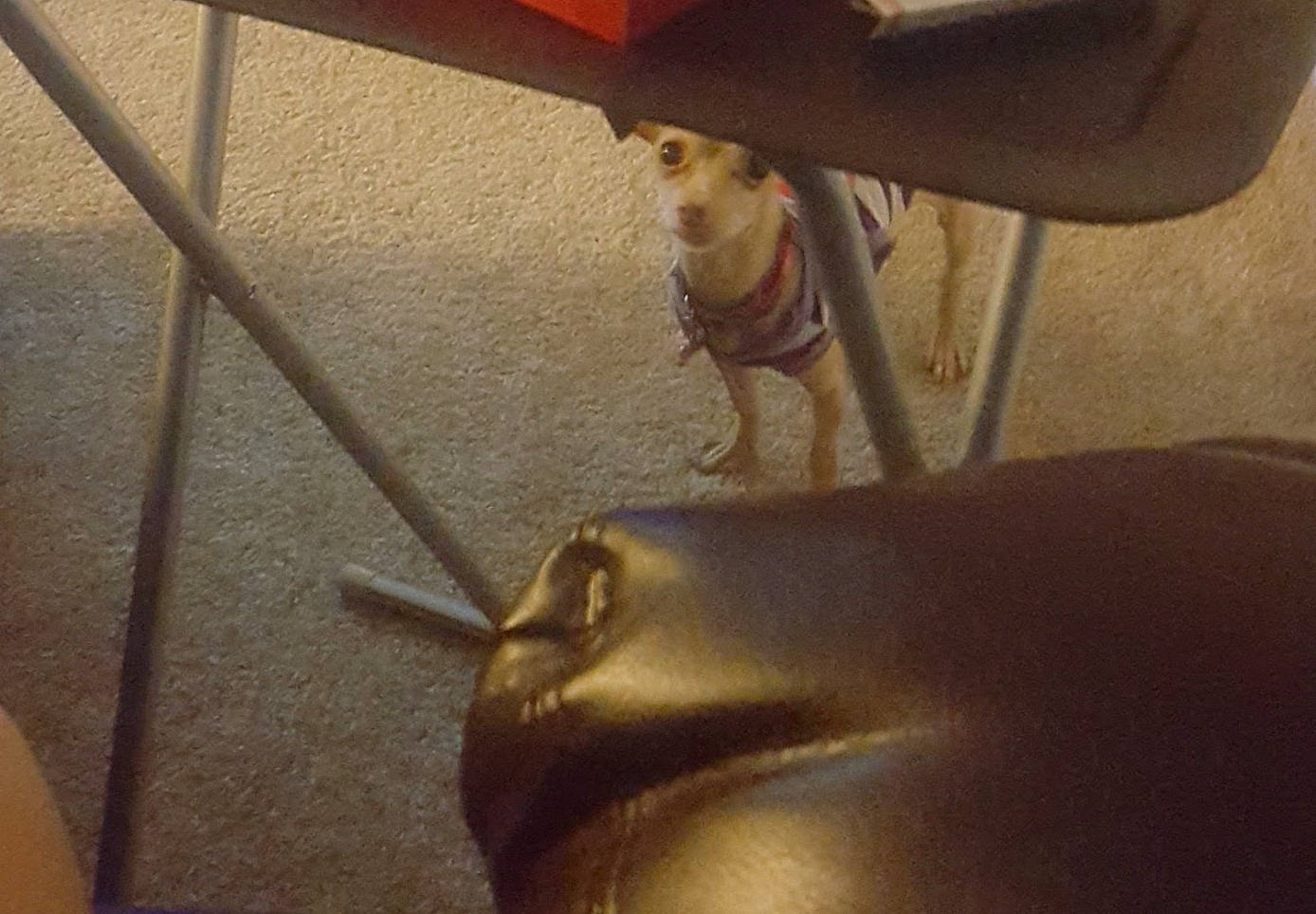 Cloe joined the competition — help win amazing prizes! art, fawn, head, leg, mouth, neck