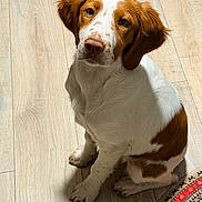 Rudy is registered to the contest to win money with this photo: dog, puppy, brown_and_white, sitting, looking_up, wood_floor, indoor, pet, cute, ears, nose, paws, portrait, young, household, curious, shadow, rug, attention, flooring