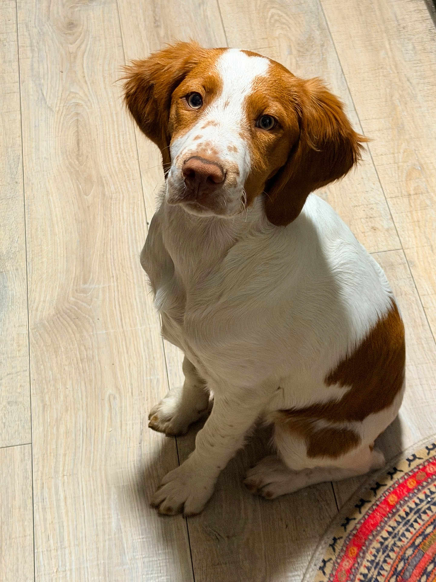Rudy is registered to the contest to win money with this photo: dog, puppy, brown_and_white, sitting, looking_up, wood_floor, indoor, pet, cute, ears, nose, paws, portrait, young, household, curious, shadow, rug, attention, flooring
