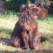 Blackest Kitty is registered to the contest to win money with this photo: cat, fluffy, black_cat, outdoor, garden, plants, flowers, grass, sunlight, sitting, nature, pet, animal, feline, greenery, pink_flowers, daylight, curious, fur, looking_away