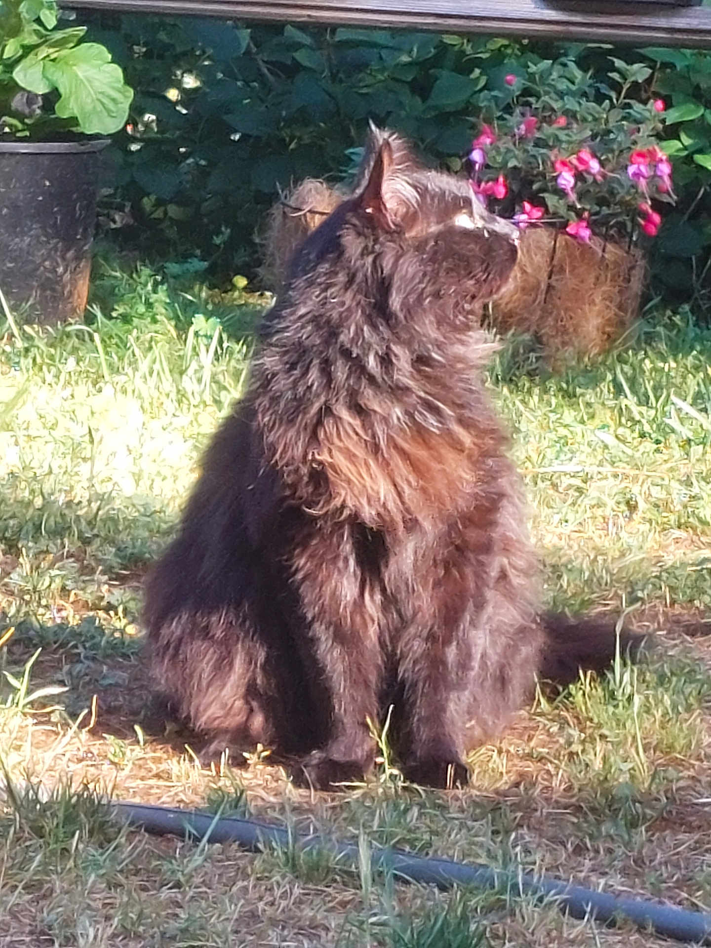 Blackest Kitty is registered to the contest to win money with this photo: cat, fluffy, black_cat, outdoor, garden, plants, flowers, grass, sunlight, sitting, nature, pet, animal, feline, greenery, pink_flowers, daylight, curious, fur, looking_away