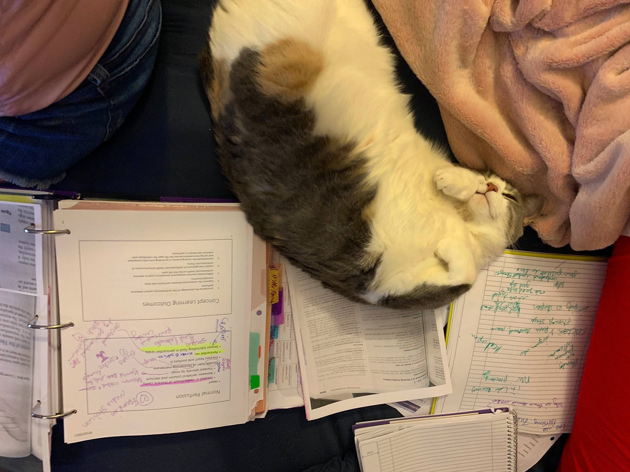 Jojo joined the competition — help win amazing prizes! canidae, carnivore, cat, comfort, fawn, felidae, fur, handwriting, lap, mammal, office_supplies, paper, paper_product, paw, room, small_to_medium_sized_cats, sporting_group, tail, textile, whiskers