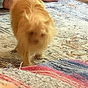 Buddy joined the competition — help win amazing prizes! dog, blurry, indoor, rug, patterned_rug, blanket, bare_feet, walking, golden_dog, pet, floor, cozy, carpet, furniture, home, animal, domestic_animal, living_room, foot, blur