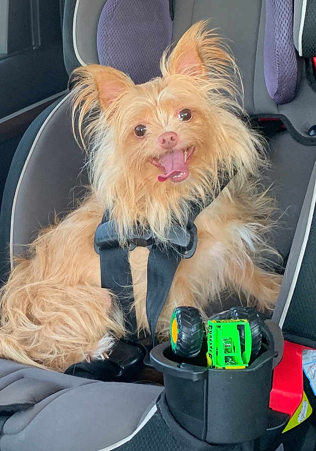 Buddy joined the competition — help win amazing prizes! dog, car_seat, seatbelt, toy_truck, cup_holder, happy, tongue_out, small_dog, furry, pet, inside_car, seat, strapped_in, playful, light_brown, ears_up, smiling, animal, transportation, travel