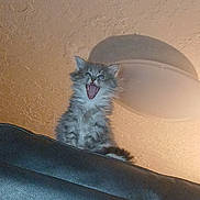 Smokey joined the competition — help win amazing prizes! kitten, cat, feline, yawning, indoor, ceiling, light_fixture, shadow, fur, pet, animal, cute, small, fluffy, texture, mouth_open, domestic, resting, perched, curious