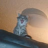kitten, cat, feline, yawning, indoor, ceiling, light_fixture, shadow, fur, pet, animal, cute, small, fluffy, texture, mouth_open, domestic, resting, perched, curious