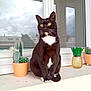 animal, black_and_white_cat, building, cactus, cat, cloudy_sky, curious, domestic_cat, fur, outdoor, pet, pineapple_container, plant_pot, potted_plants, reflection, sitting, whiskers, window, windowsill, yellow_eyes