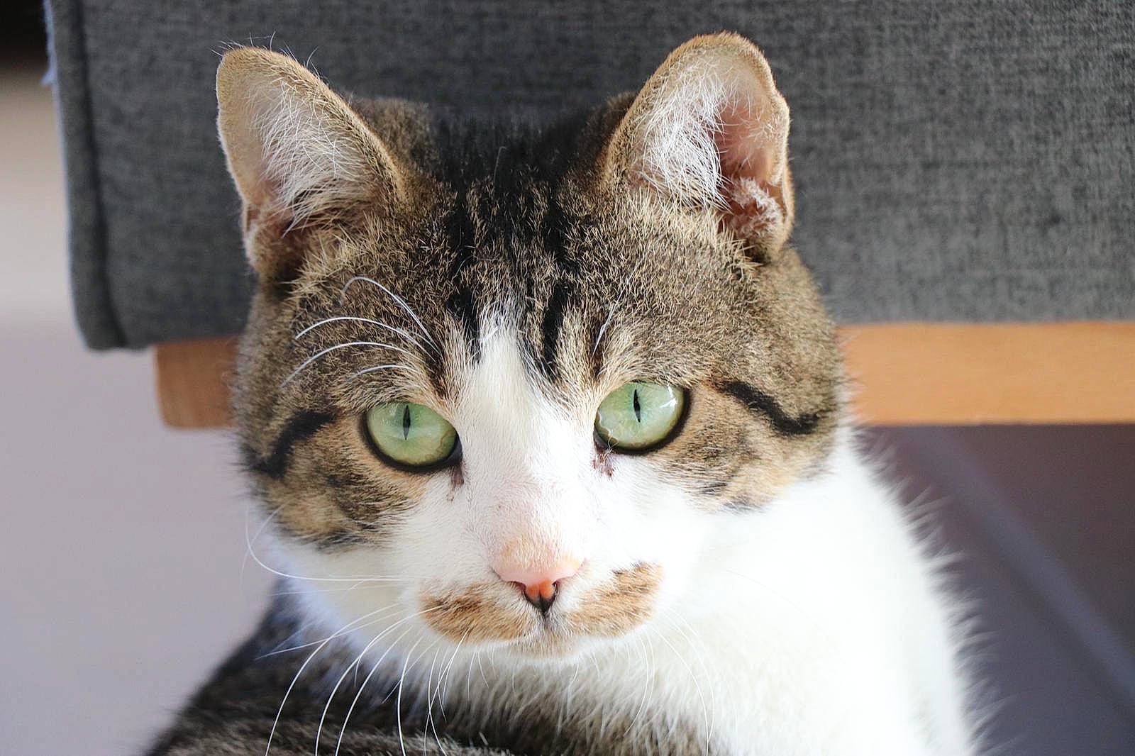 Andy a rejoint le concours — aidez-le/la à gagner de superbes lots ! art, carnivore, cat, collar, domestic_short_haired_cat, eye, felidae, fur, head, small_to_medium_sized_cats, snout, terrestrial_animal, tree, whiskers, wildlife, window