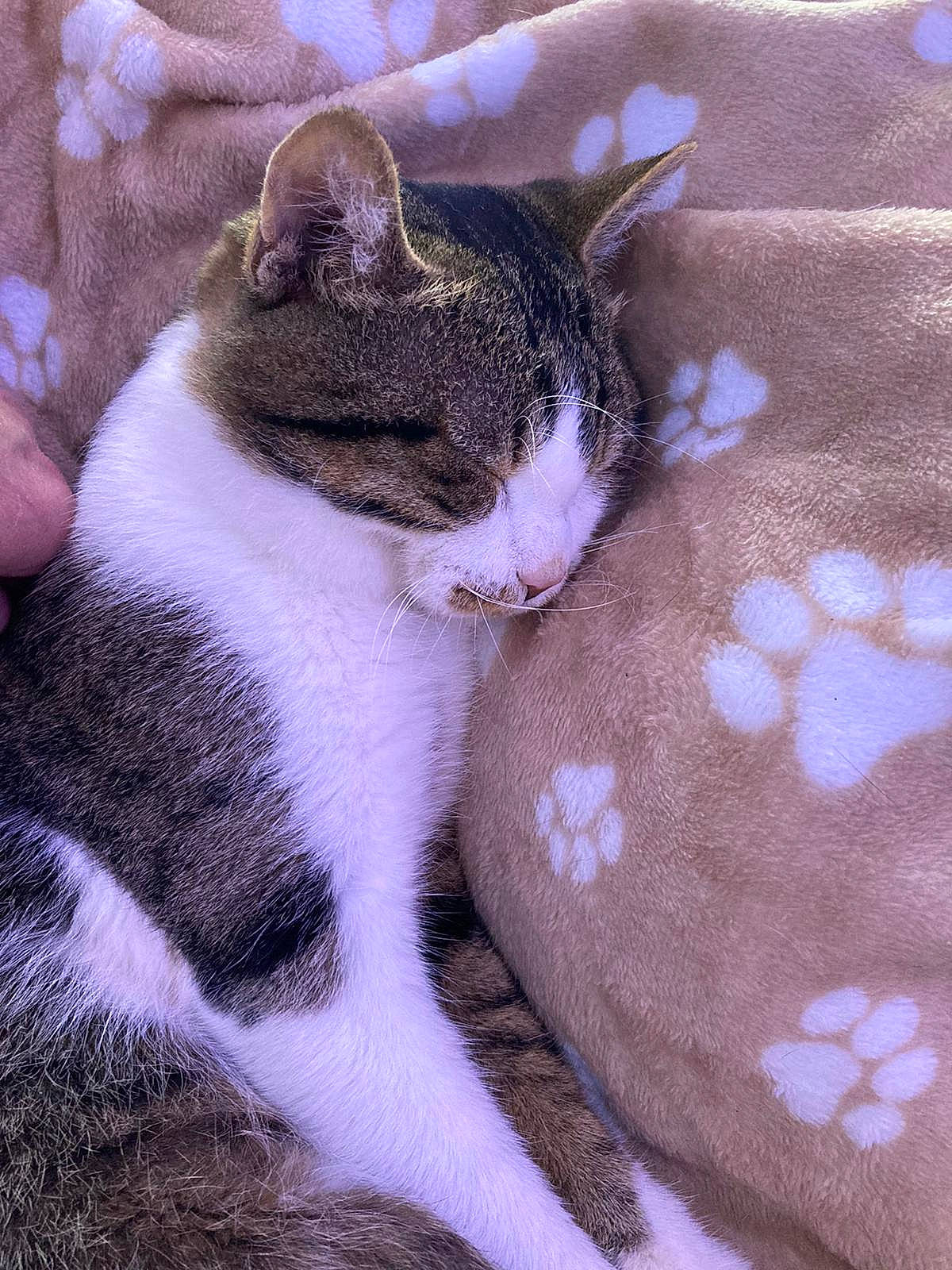 Andy a rejoint le concours — aidez-le/la à gagner de superbes lots ! carnivore, cat, claw, comfort, domestic_short_haired_cat, felidae, fur, grass, linens, pattern, paw, small_to_medium_sized_cats, snout, tail, whiskers