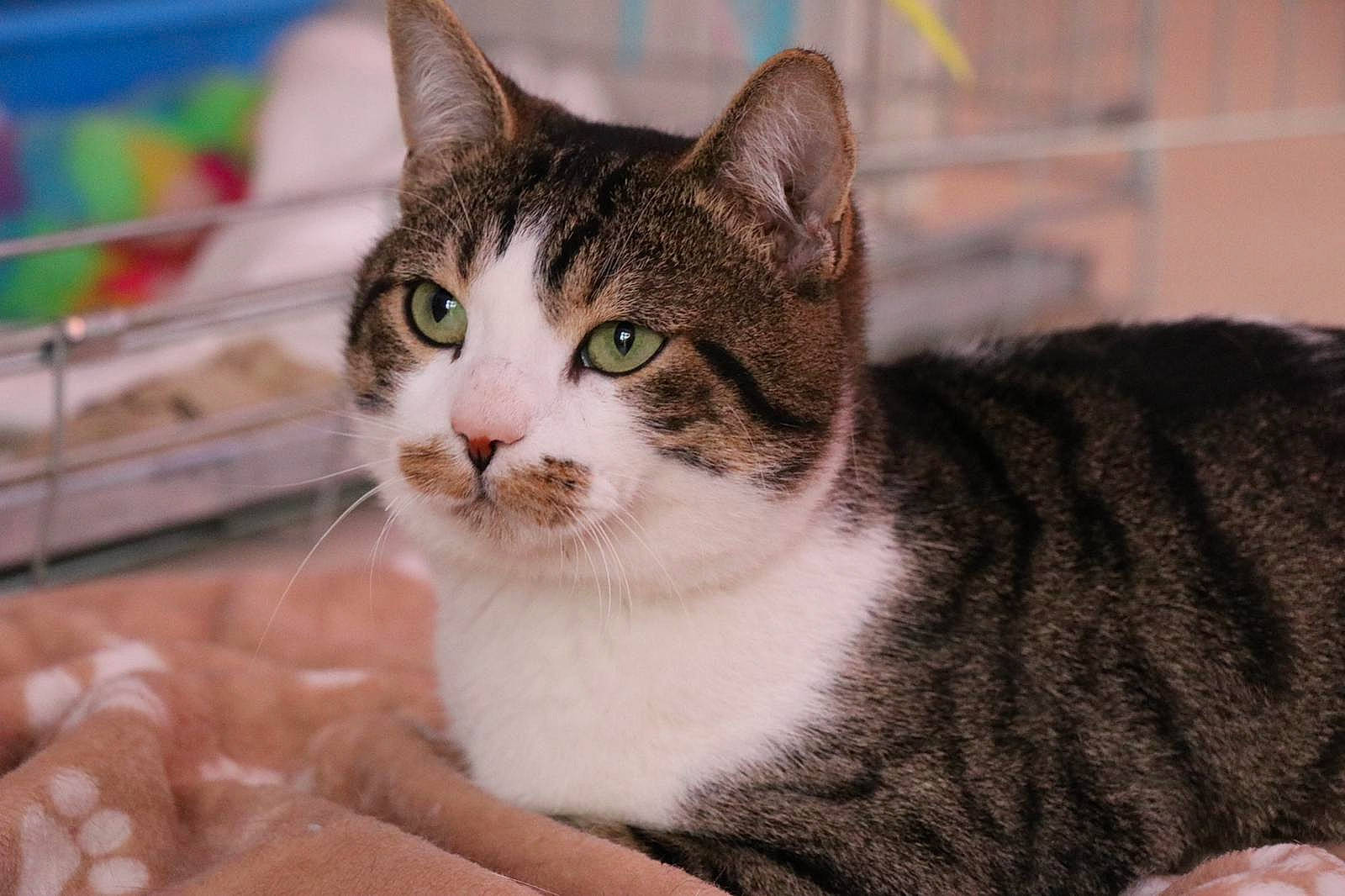 Andy a rejoint le concours — aidez-le/la à gagner de superbes lots ! carnivore, cat, domestic_short_haired_cat, felidae, fur, paw, small_to_medium_sized_cats, tree, whiskers, wildlife, window