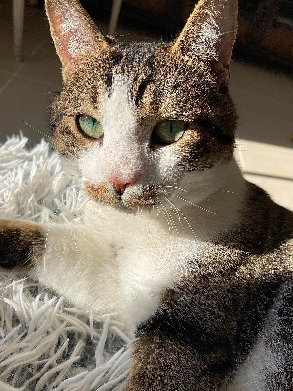 Andy a rejoint le concours — aidez-le/la à gagner de superbes lots ! carnivore, cat, claw, close_up, domestic_short_haired_cat, felidae, fur, paw, photo_caption, small_to_medium_sized_cats, snout, terrestrial_animal, tree, whiskers, wildlife