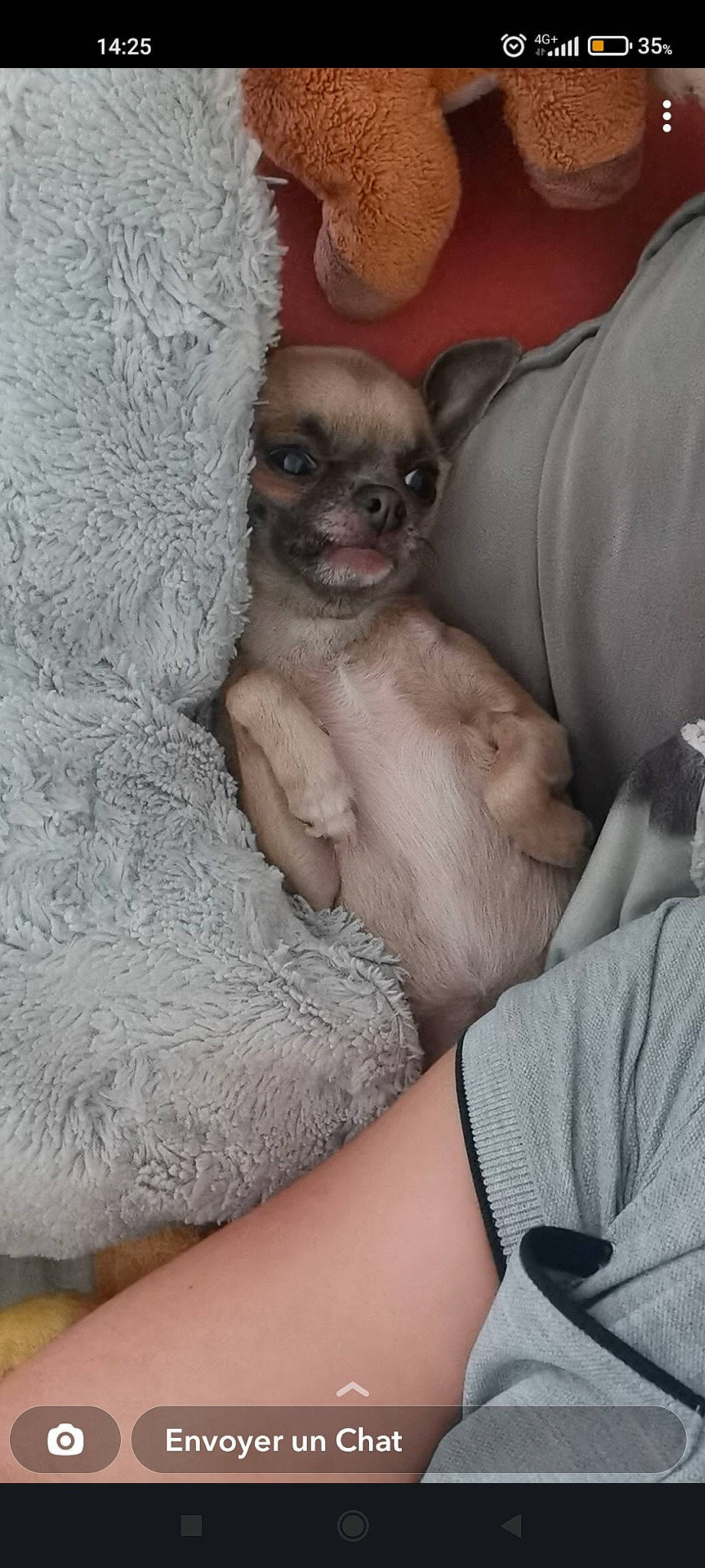 Lylo a rejoint le concours — aidez-le/la à gagner de superbes lots ! canidae, carnivore, chest, comfort, companion_dog, dog, dog_breed, elbow, fawn, flesh, foot, fur, linens, paw, snout, sporting_group, thigh, toy_dog, whiskers, wrinkle