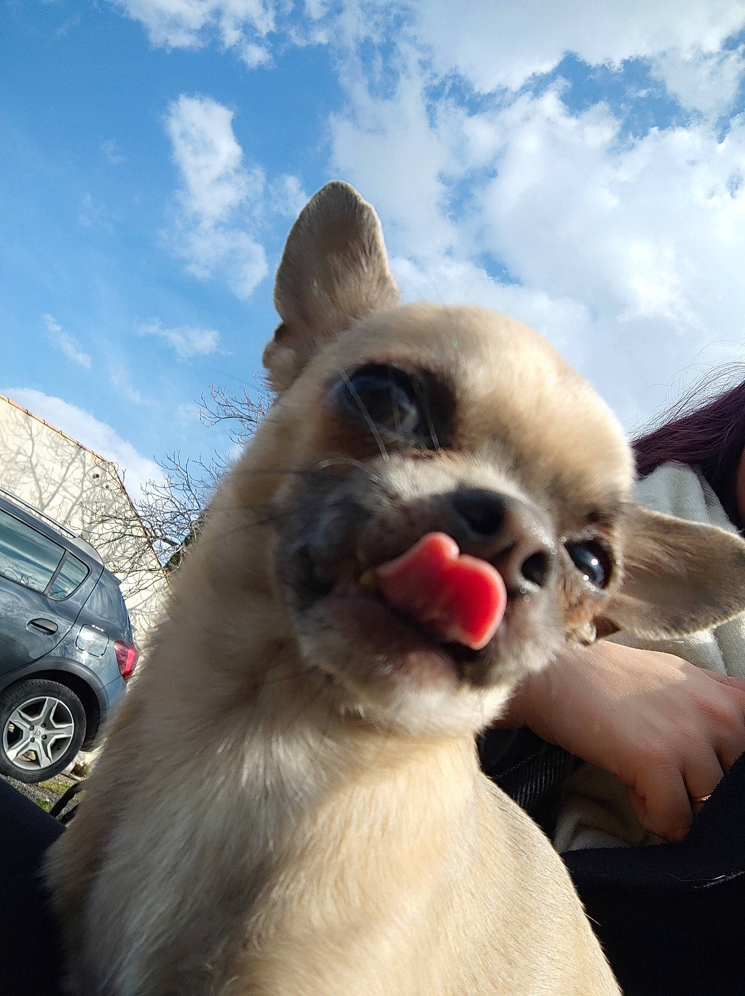 Lylo participe au concours pour gagner de l'argent avec cette photo : car, carnivore, cloud, companion_dog, dog, dog_breed, fawn, fender, fur_clothing, happy, jaw, sky, snout, spitz, sporting_group, tire, vehicle, wheel, whiskers, window