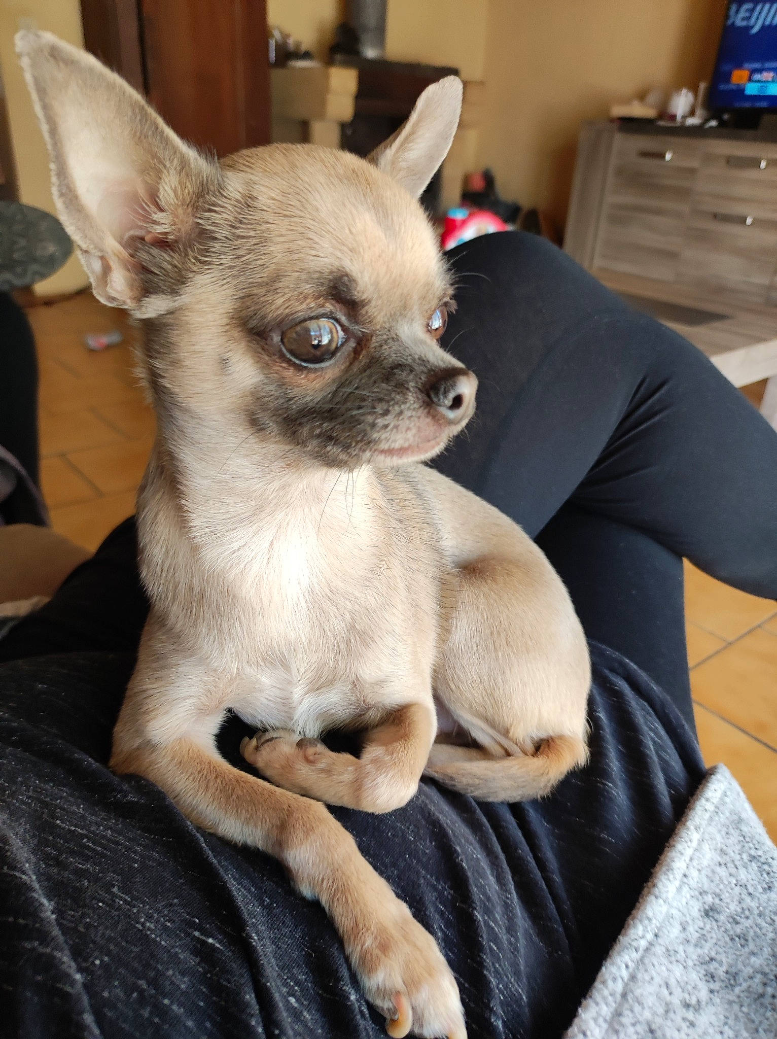 Lylo a rejoint le concours — aidez-le/la à gagner de superbes lots ! blue, cabinetry, canidae, carnivore, chest_of_drawers, comfort, companion_dog, couch, dog, dog_breed, drawer, fawn, fur, grey, linens, snout, terrestrial_animal, toy_dog, whiskers, working_animal