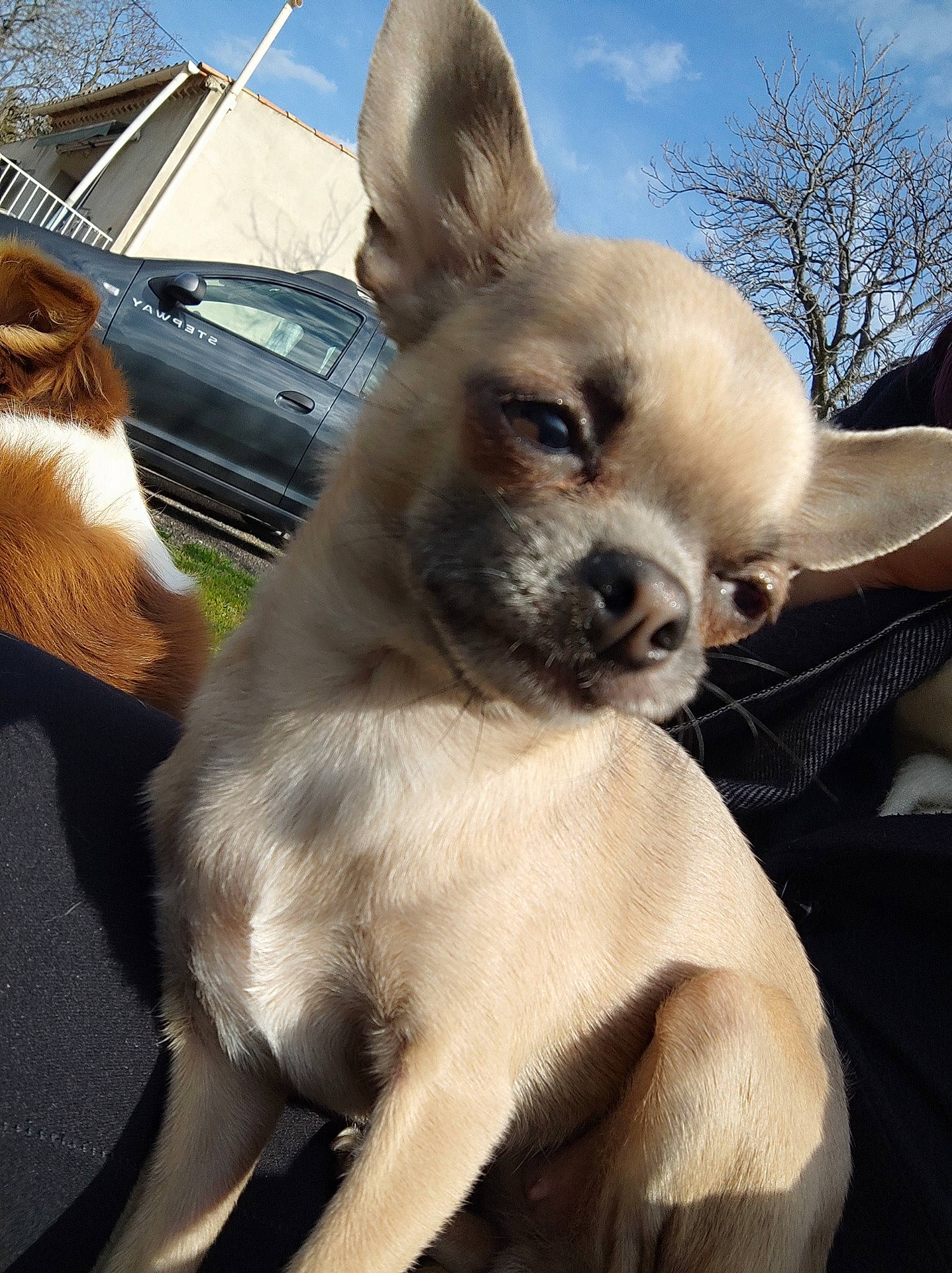 Lylo participe au concours pour gagner de l'argent avec cette photo : canidae, car, carnivore, companion_dog, dog, dog_breed, ear, fawn, fur, hood, mammal, sky, snout, sporting_group, terrestrial_animal, toy_dog, tree, whiskers, windshield, working_animal