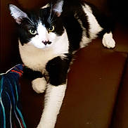 Sebastian is registered to the contest to win money with this photo: cat, black_and_white, couch, leather, indoor, pet, animal, relaxed, paw, fur, whiskers, ears, eyes, striped_fabric, home, feline, resting, curious, mammal, domestic