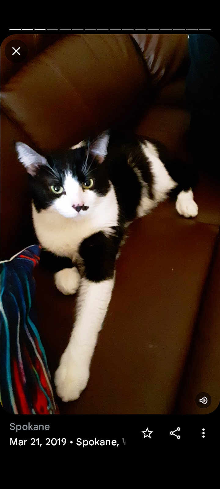 Sebastian is registered to the contest to win money with this photo: cat, black_and_white, couch, leather, indoor, pet, animal, relaxed, paw, fur, whiskers, ears, eyes, striped_fabric, home, feline, resting, curious, mammal, domestic