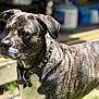 Rip joined the competition — help win amazing prizes! alert, animal, backyard, blurred_background, brindle_coat, canine, closeup, collar, daylight, dog, domestic_animal, fur, guard, nature, outdoor, pet, portrait, standing, sunlight, watchful