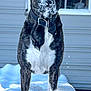 Rip is registered to the contest to win money with this photo: animal, brindle_coat, canine, cold, collar, daylight, dog, front_legs, fur, house, muzzle, nature, outdoor, pet, portrait, snow, snowy, standing, window, winter