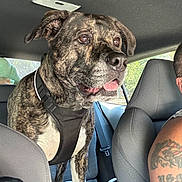 Rip joined the competition — help win amazing prizes! animal, backseat, black, brindle, car, daylight, dog, ears, fur, harness, interior, looking, mouth_open, person, pet, seat, tattoo, vehicle, white, window