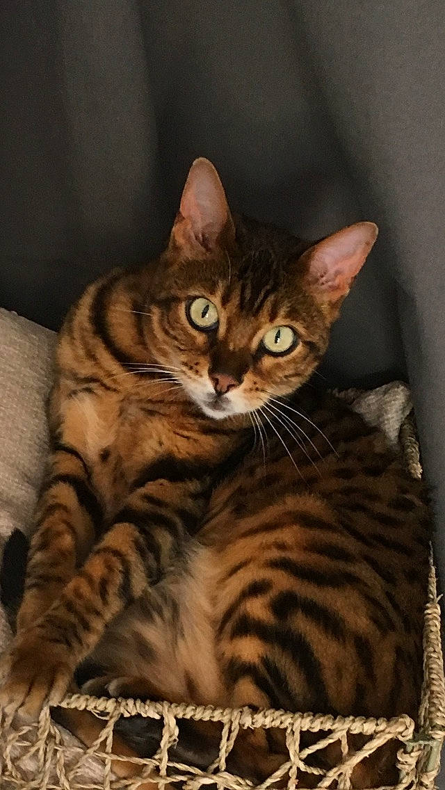 Agathe a rejoint le concours — aidez-le/la à gagner de superbes lots ! carnivore, cat, domestic_short_haired_cat, eye, fawn, felidae, fur, paw, small_to_medium_sized_cats, snout, terrestrial_animal, whiskers, wildlife