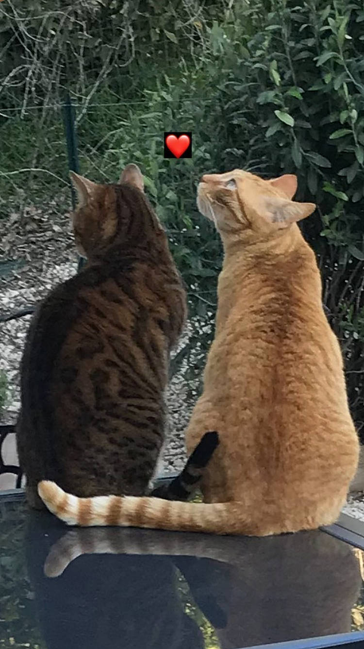 Agathe participe au concours pour gagner de l'argent avec cette photo : art, carnivore, cat, domestic_short_haired_cat, fawn, felidae, fur, grass, paw, plant, small_to_medium_sized_cats, snout, tail, terrestrial_animal, tree, trunk, whiskers, wildlife, window, wood