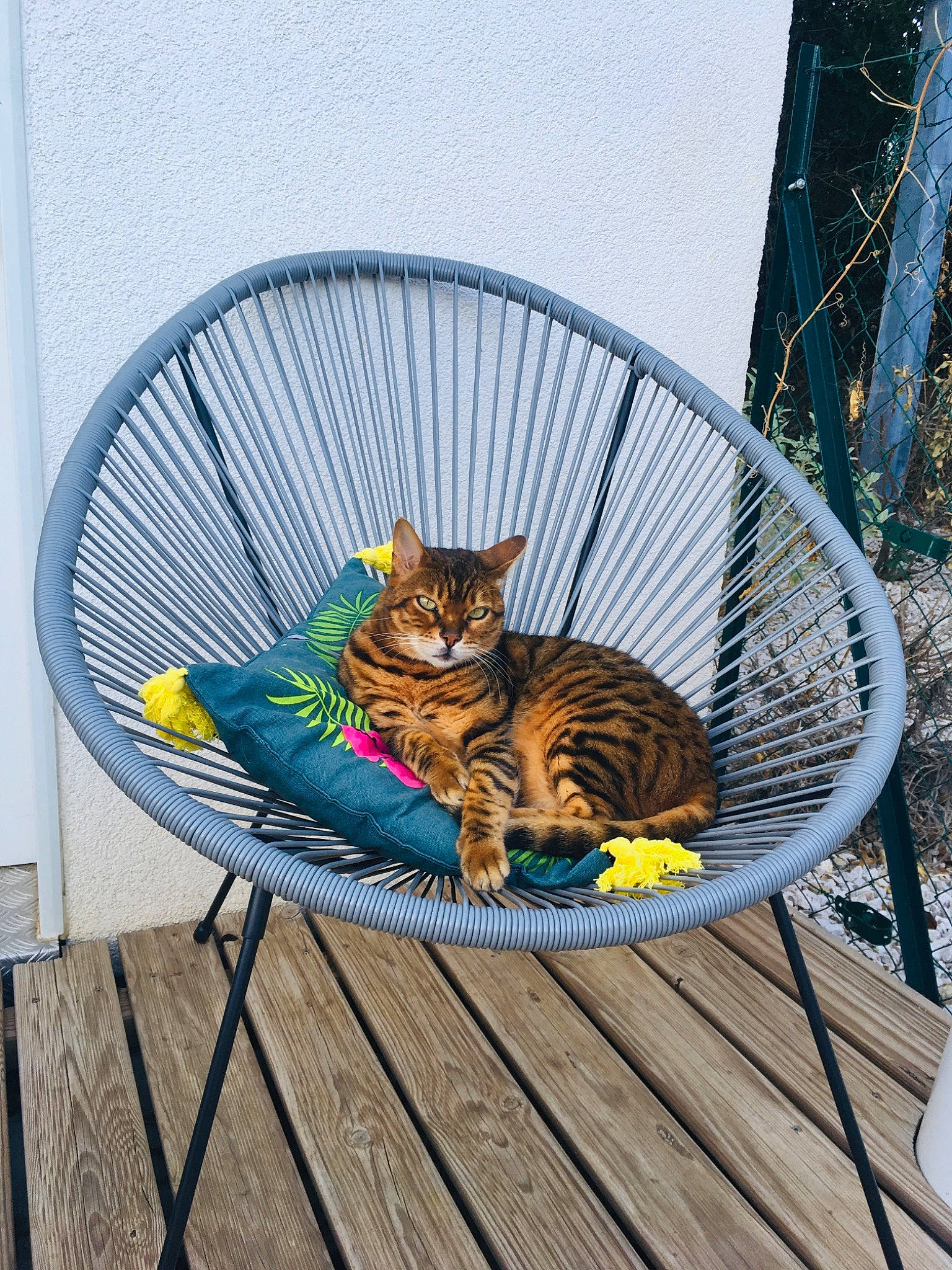 Agathe participe au concours pour gagner de l'argent avec cette photo : basket, carnivore, cat, comfort, domestic_short_haired_cat, fawn, felidae, grass, leisure, outdoor_furniture, pet_supply, sitting, sky, small_to_medium_sized_cats, tail, terrestrial_animal, whiskers, wicker, wildlife, wood